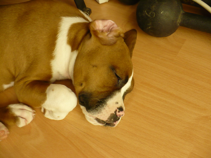 P1170319 - nazdravanul Bobby