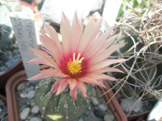 Astrophytum asterias