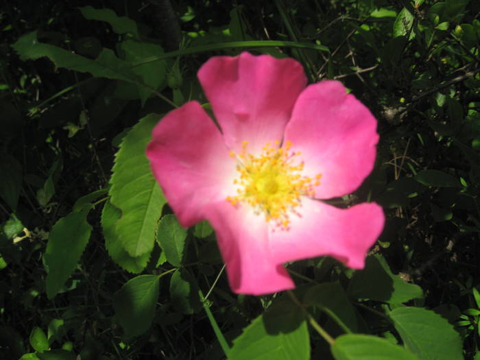 IMG_1953 - HARNICUTELE TATII