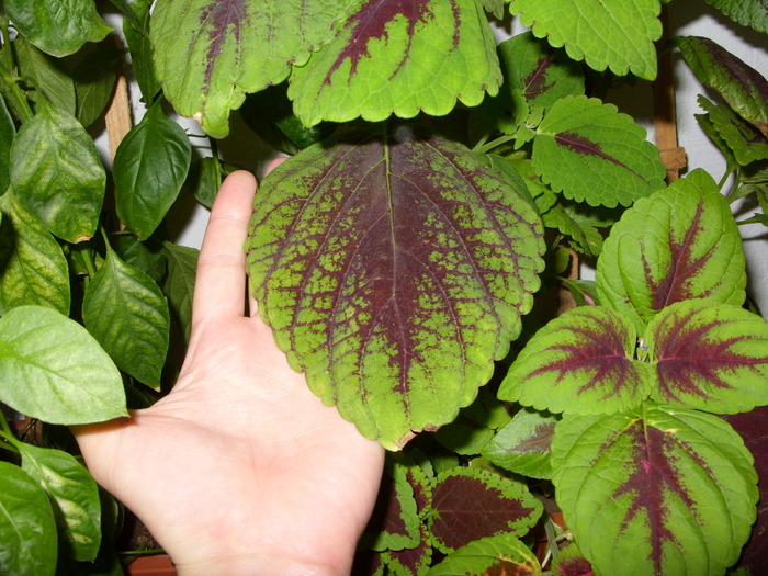 SDC16432 - flori in taina