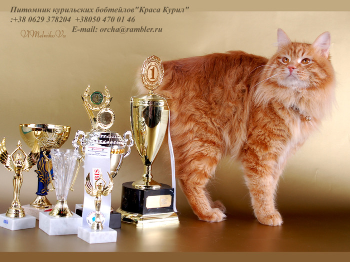 D_313 - Desktop Pisici