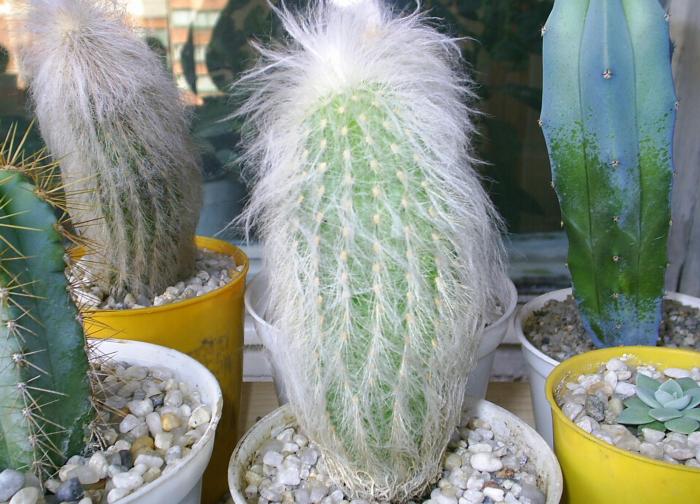 Espostoa lanata - cactusi -nu le mai am