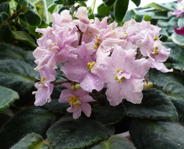 Rose Marie - Saintpaulia - violete de camera