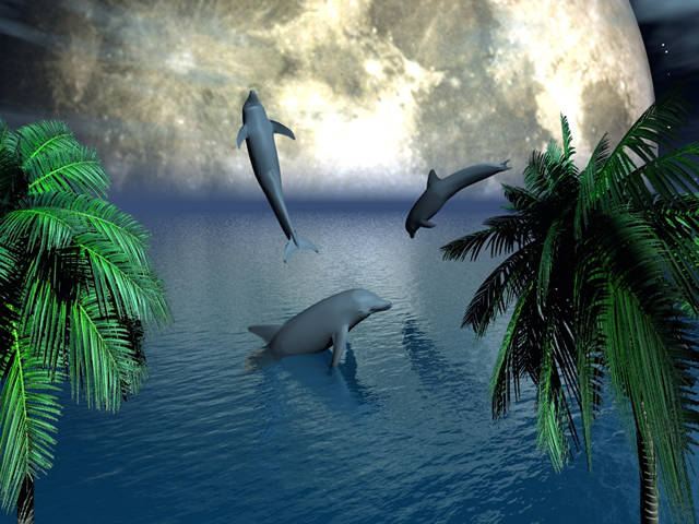 normal_dolphin_cove
