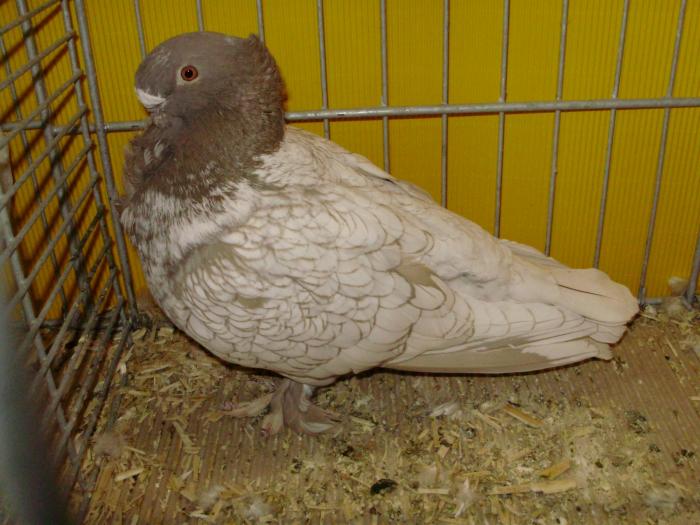 13856 blond  brown 1 - 1505 partea 6