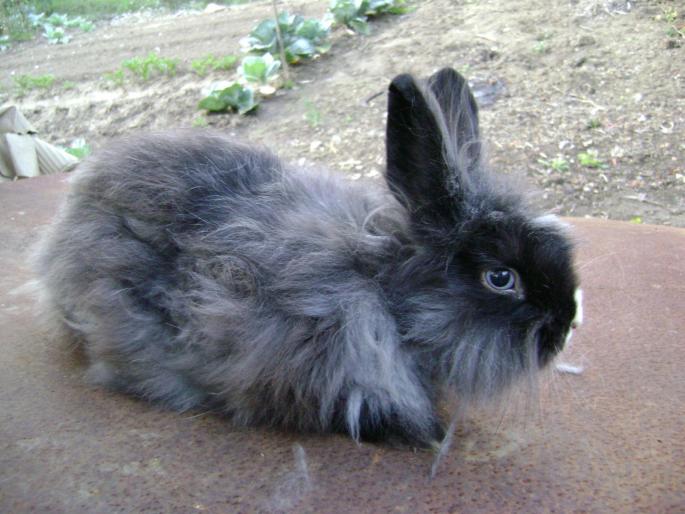 DSC04572 - Angora pitic