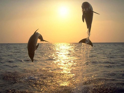 Delfini sarind 3 (Apus de soare)