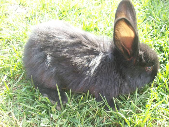 100_2487 - iepurasii mei