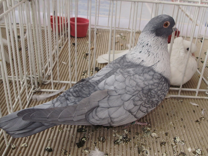 swift sirian 1