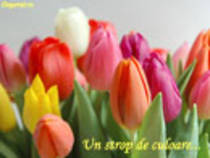 lalele - FlOrI fRuMoAsE