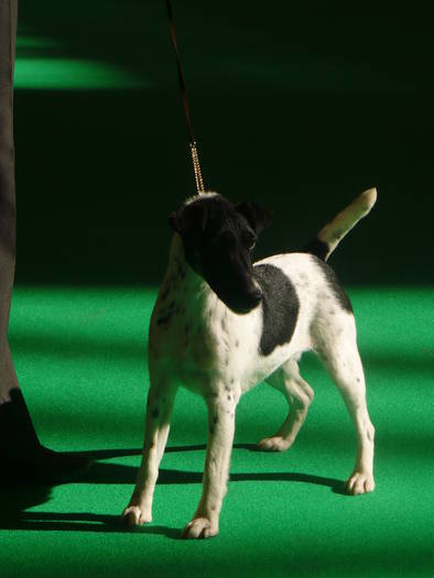 P1050487 - crufts 2009 smooth fox  and wire