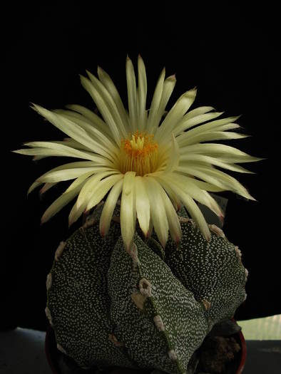 Astrophytum - Cactusi