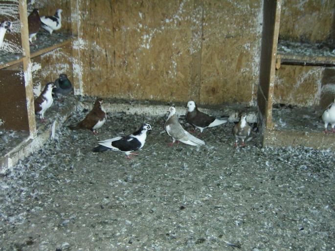 43600396 - 1702 Elvir Mustafa