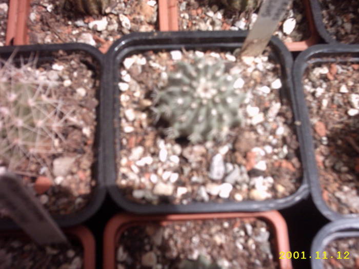 60-Echinocereus pulchellus