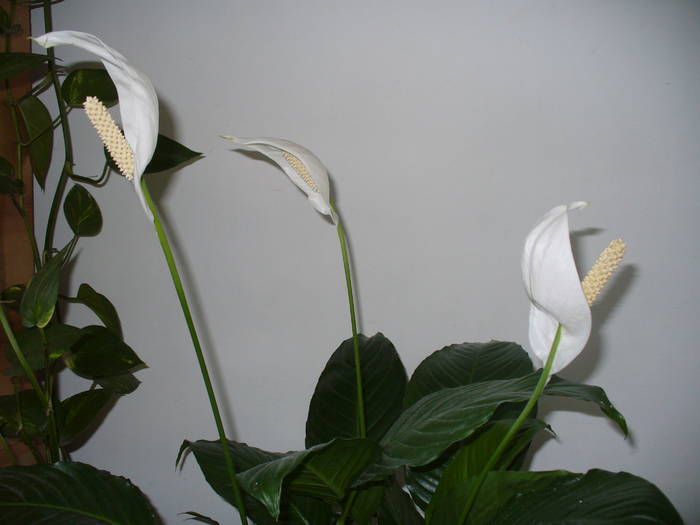 Spathiphyllum wallisii - poze 2008