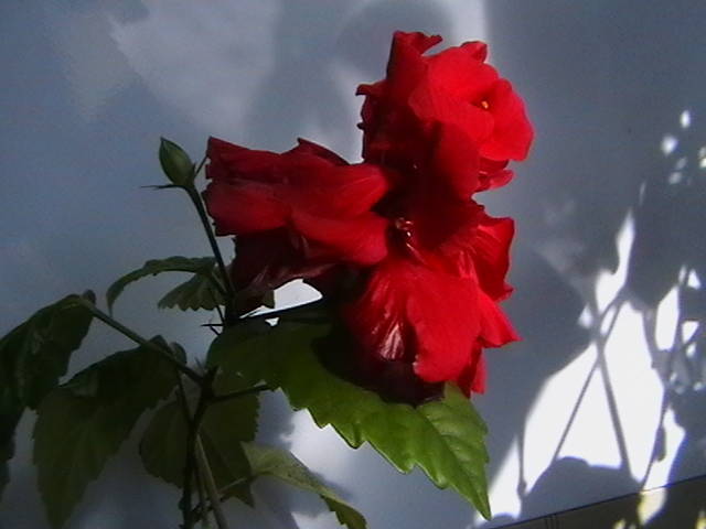 21.03 - hibiscus 2009