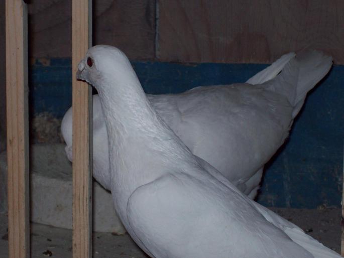 100_2769 - porumbei albi-nunti si ornament