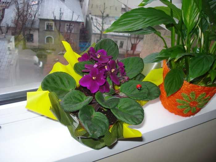 VIOLETA..