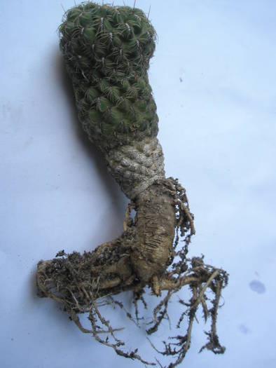 P4110205 - RADACINI de cactus