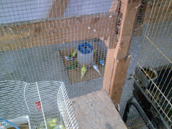 Imagine032 - PAPAGALI SI CANARI