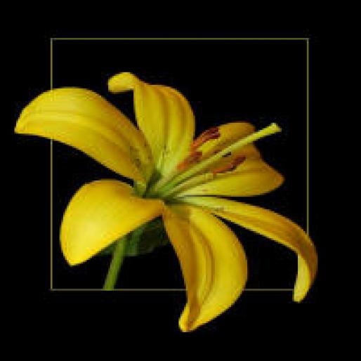 Asiatic%20Lily