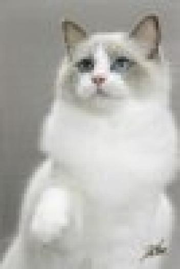 t_ZRagdollAdorableDolls