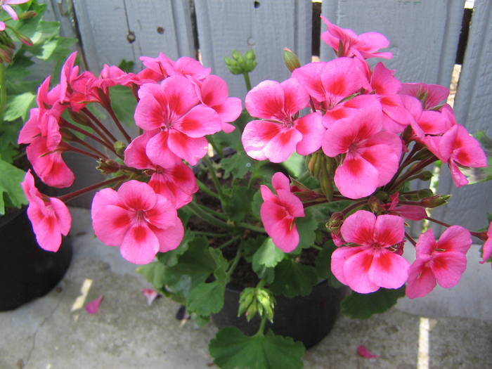 29mai 009 - muscate 2009