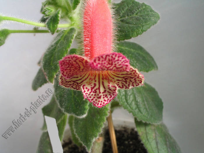 Kohleria Hanna Roberts 1 - KOHLERIA I
