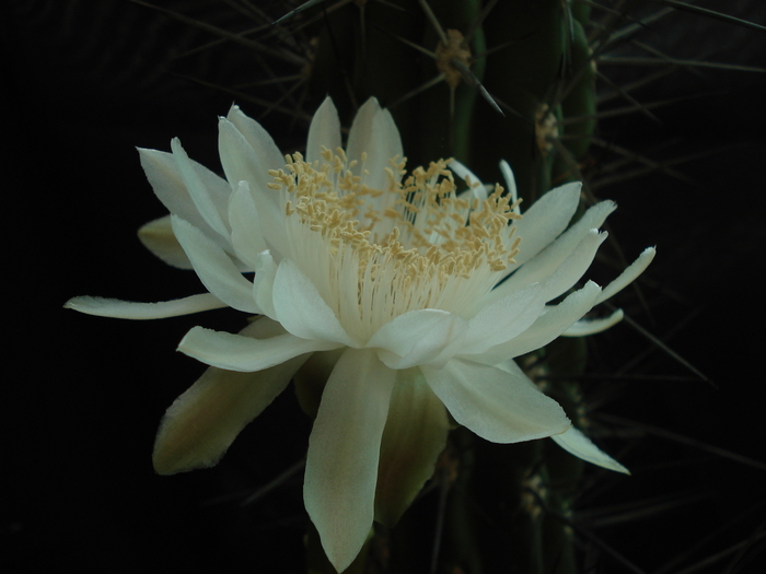 Stetsonia coryne
