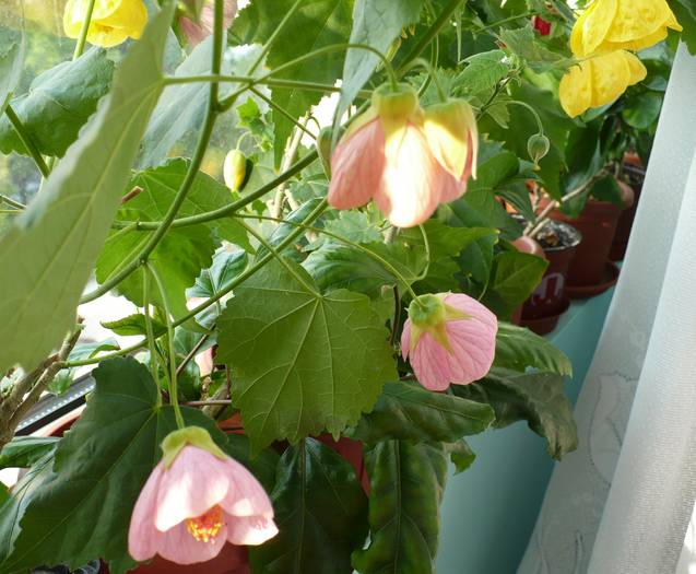 P1120548 - ABUTILONI