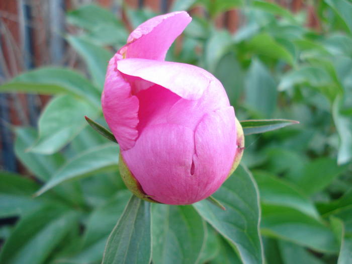 Paeonia lactiflora (2009, May 14) - BUJORI_Peony Paeonia