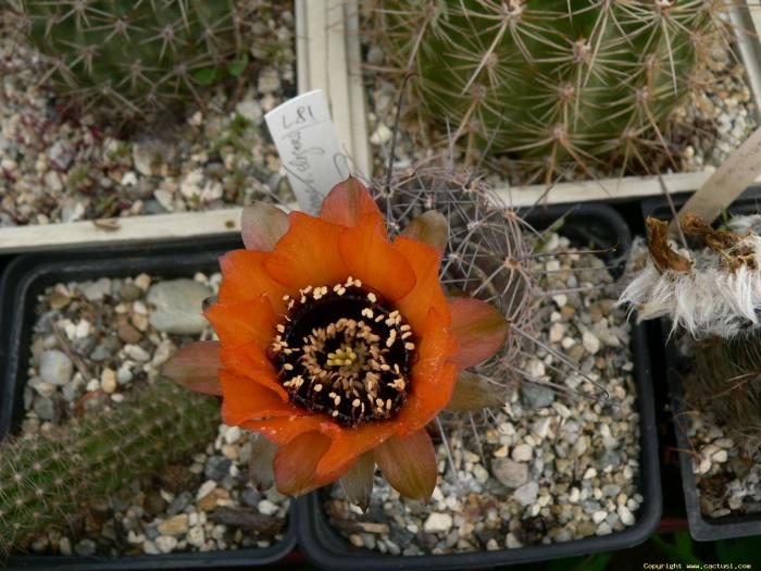 lobivia_jajoiana_ssp.elegans_rh_1247