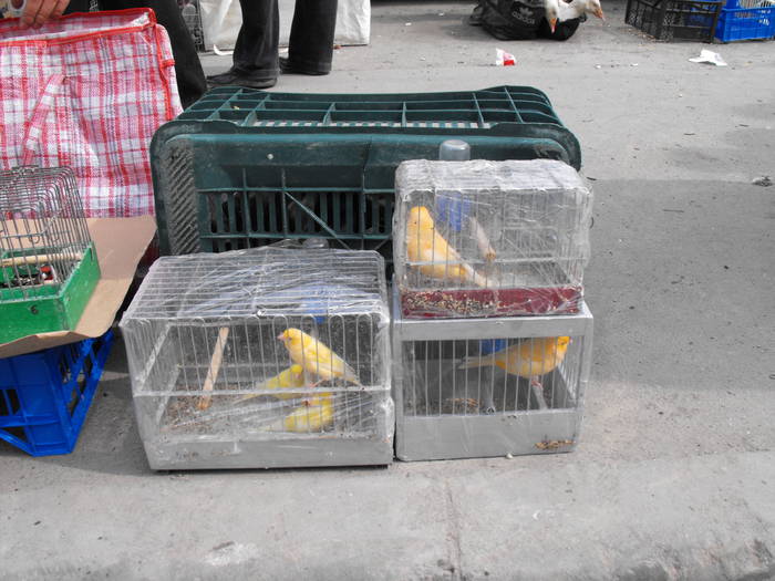 Canari la "celofan"