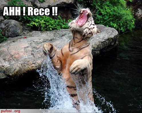 poze-amuzante-tigrul-nu-suporta-apa-rec - poze pisici haioase
