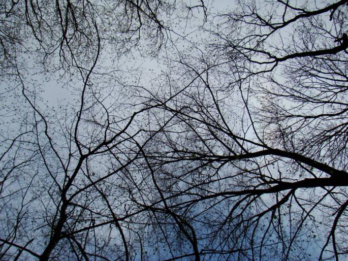 DSC02723 - 2008-03-22 - La padure-Baneasa