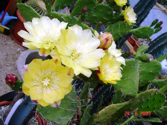 DSC06259