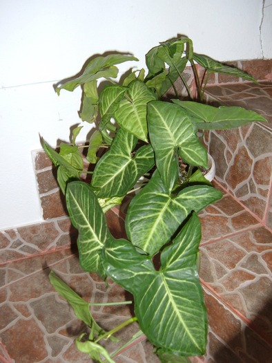 Syngonium  1