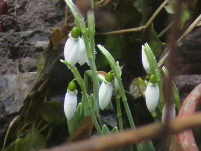 ghiocei - gradina mea cu flori