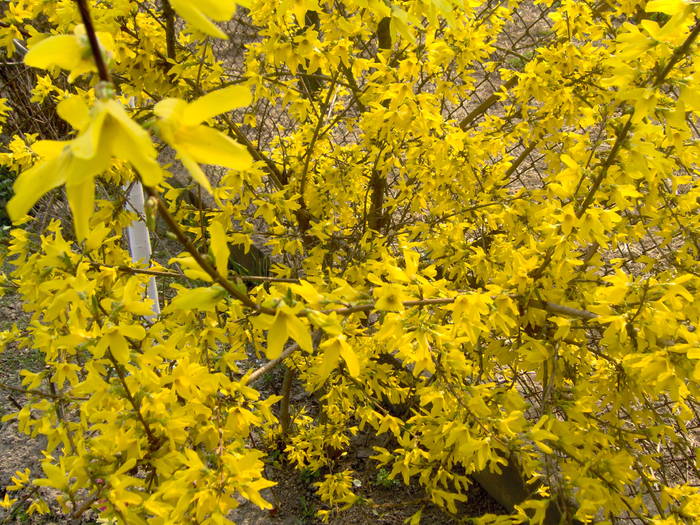 09.04.2009 002; Forsytia
