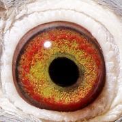 VMOOULBGSFZBASCUPWT - OCHII PORUMBEILOR