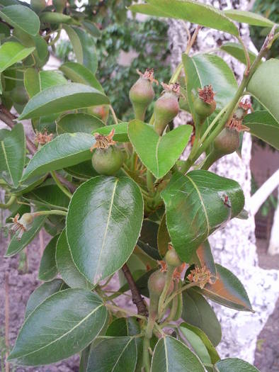 pere , april 09 - Pomi fructiferi fructe si arbusti