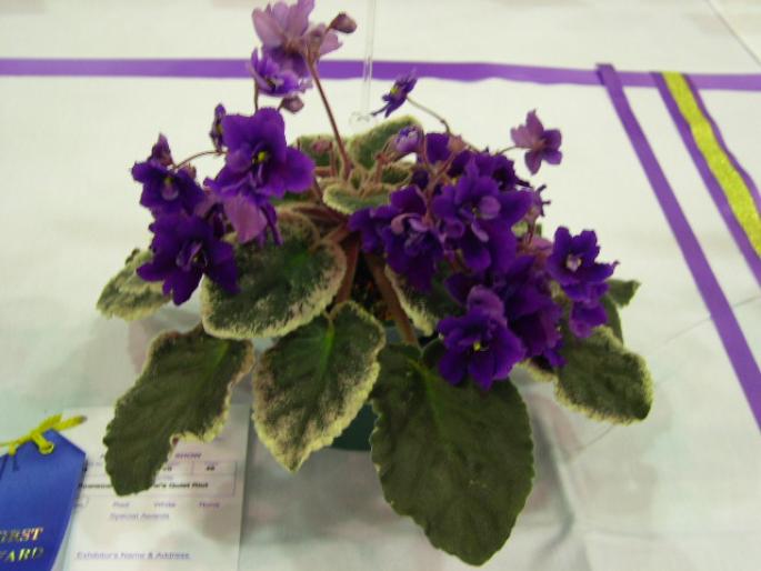 Powwow_X_Rainbows_Quiet_Riot_2005avsa - violete de pe net 1