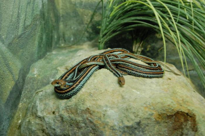 DSC_0106 - zoo amneville