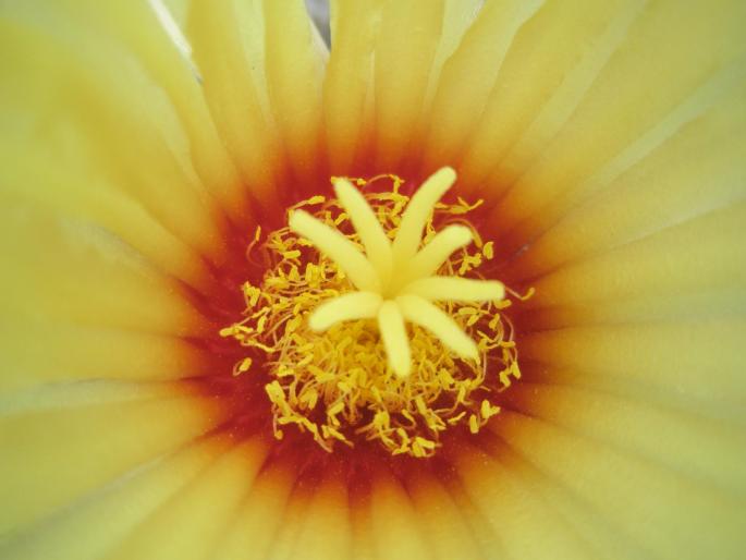 detaliu floare - Astrophitum senile