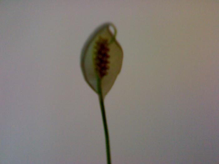 Spathi - Spathiphyllum 2009
