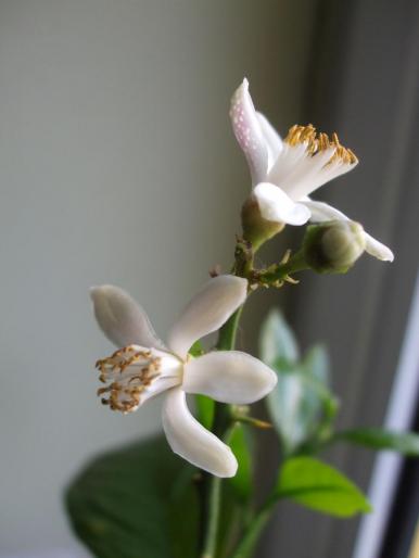 floare de lamai - Flori