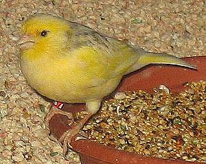 300px-Yellow_finch_1