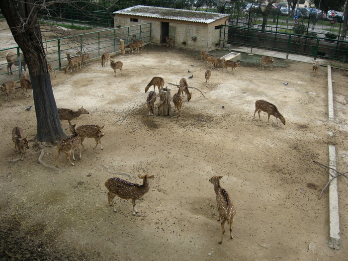 OMTHSMAIOVPZXAPUWUU - gradina zoologica din spania 2008