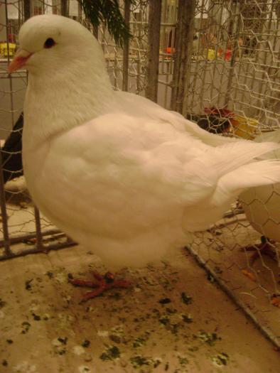 DSC05430 - expozitia tarnaveni 2009