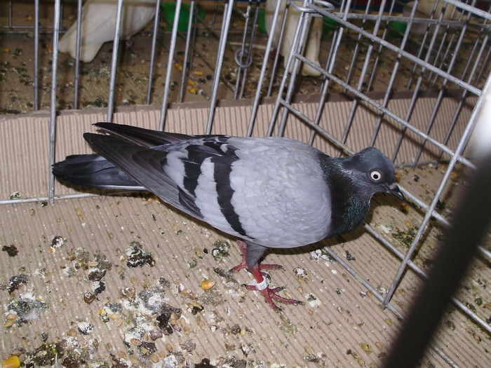 10600 wt 1 - 1507 partea 6a